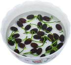 ZEshops 10pcs Mixed Color Bonsai Bowl Lotus Live Plants - Pre-Sprouted Non-GMO - Aquatic Beauties for Indoor and Outdoor Serenity Planting Instructions for Easy Grow - Great Gardening Gifts