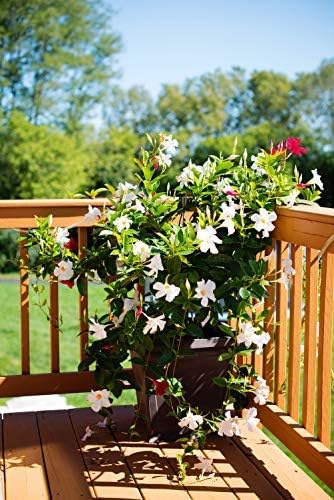 White Mandevilla Plant Live Hanging Basket - 12" Basket - Overall Size 14" Wide by 18" Tall - Tropical Plants of Florida (Plant Only)…