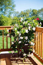 White Mandevilla Plant Live Hanging Basket - 12" Basket - Overall Size 14" Wide by 18" Tall - Tropical Plants of Florida (Plant Only)…
