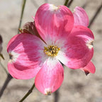 1 Year Old Pink Dogwood Trees Shrubs Bushes, Dormant, 2.5" Pot Dogwood Tree Live Plant for Planting Outside, Flowering Dogwood 6-12" in Tall