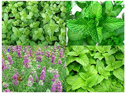Please Read This is A Mix 100 Mint Mix Seeds 4 Varieties Peppermint, Spearmint, Lemon Mint, Lemon Balm Melissa, Heirloom Non-GMO. The Seeds are Mixed, Mentha Spicata, US Grown