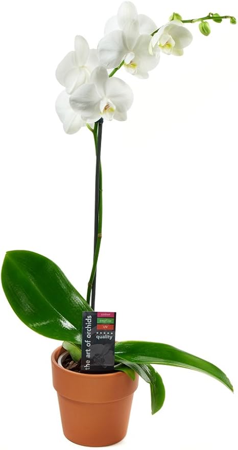 KaBloom PRIME NEXT DAY DELIVERY - Live Plant Collection : White Orchid Plant in 5" Pot, Single Spike .Gift for Birthday, Sympathy, Anniversary, Thank You, Valentine, Mother’s Day Fresh Flowers