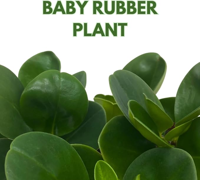 BubbleBlooms Peperomia Obtusifolia Green Marble Plant in a 2 inch Pot Rubber Spoonleaf Tiny Mini Pixie