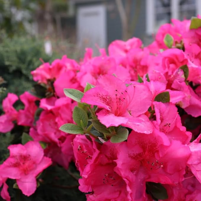 Double Dark Pink Azalea Plant Live, 7 Months Old Rhododendron Like, Azalea Rhododendron Tree Flowers Plants Live Bush in Pot