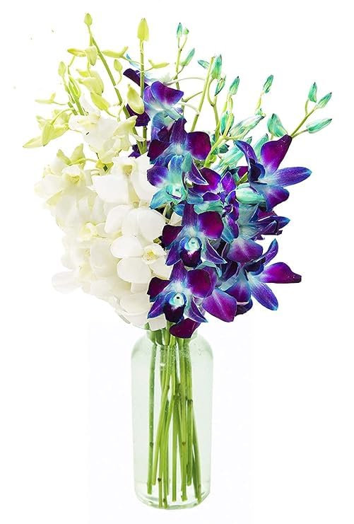 KaBloom - 10 Blue and 10 White Orchid with vase - Fresh Flowers for Birthday, Valentine's & Mother's Day