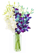 KaBloom - 5 Blue and 5 White Orchid with vase - Fresh Flowers for Birthday, Valentine's & Mother's Day