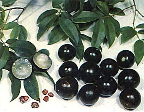 Jabuticaba Tree - 4" Pot - House Plant, Outdoors or Bonsai