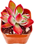 2" Echeveria Ruby Slippers Unique Succulents Plants Live, Live Starter Succulent Plants, Easy Care House Plants Rooted in Succulent Soil Mix, By The Succulent Cult
