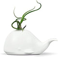 Fred Genuine Fancy Ceramic Mini Air Plant/Succulent Holder, Regular, Whale