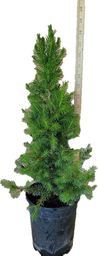 Dwarf Alberta Spruce 1 Gallon