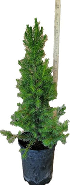 Dwarf Alberta Spruce 1 Gallon