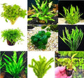 6 Premium Green Aquarium Plants Assorted Pack, Live Freshwater Plants for Natural Aquascaping