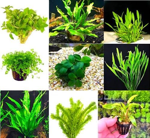 6 Premium Green Aquarium Plants Assorted Pack, Live Freshwater Plants for Natural Aquascaping