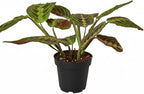 Maranta Red Prayer (4 inch) - Pet-Friendly Houseplants - Attractive Indoor Plants, Easy to Grow, Pet Safe Plants for Cats & Dogs, Ideal for Home Decor, Office & Gift