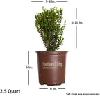 Southern Living Plant Collection 2.5 Quart - Baby Gem Boxwood, Green