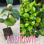 9 Months Old Camellia Tree Live Plant, Camellias Plants Shrub, Large Flower Well-Rooted in Pot, Indoor Outdoor, Cold Hardy (Pink)