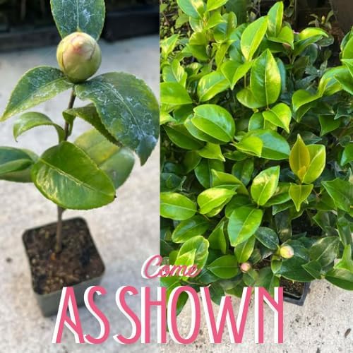 9 Months Old Camellia Tree Live Plant, Camellias Plants Shrub, Large Flower Well-Rooted in Pot, Indoor Outdoor, Cold Hardy (Pink)