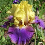 35 Mixed Color Rare Heirloom Iris Seeds - Stunning Colors for Your Garden - Uncommon Varieties
