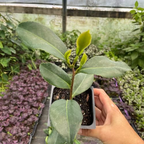 Camellia Plants Live, Rare Camellias Tree Live Plant, Vibrant Flower Shrub, Well-Rooted in Pot, Indoor Outdoor Flowering Zones 7-10 (Red)