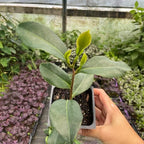 Camellia Plants Live, Rare Camellias Tree Live Plant, Vibrant Flower Shrub, Well-Rooted in Pot, Indoor Outdoor Flowering Zones 7-10 (Red)