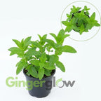 Spearmint Plants Live, Mint Plants for Inside and Home Décor, 3-Inch Potted Fresh Herb for Kitchen Gardens and Indoor Outdoor Growing