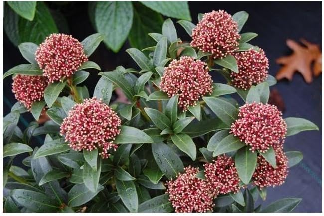 RedCrocus Japanese Skimmia Japonica Male Evergreen Shrub Shade Garden Fragrant Blooms Deer Resistant Pet Safe 2 Gallon