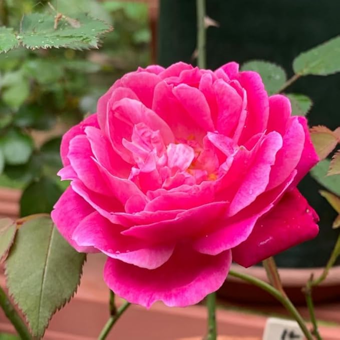 Deep Pink Climbing Roses Live Plants 7 Months Old, Rose Bushes Ready to Plant 5-9" Tall, Very Fragrant, Can Grow As Climber or Bush Tree or Trellises, Walls, Fences