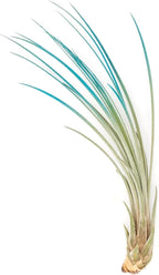 Teal Blue Colorful Tillandsia Air Plants - Long Lasting Color Enhanced Live Tillandsia Succulent House Plants - Home and Garden Decor - Easy Care Indoor and Outdoor (Juncea, Single)