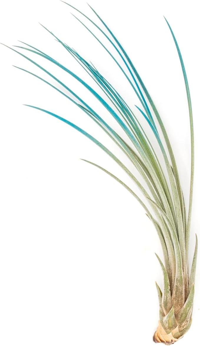 Teal Blue Colorful Tillandsia Air Plants - Long Lasting Color Enhanced Live Tillandsia Succulent House Plants - Home and Garden Decor - Easy Care Indoor and Outdoor (Juncea, Single)