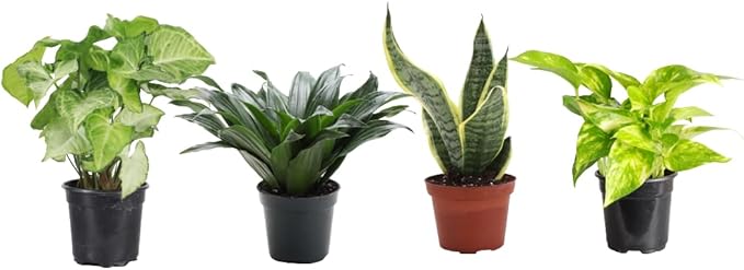 Thorsen's Greenhouse Live Low Light Houseplants (4 Pack), Easy to Grow Indoor Plants, Grower's Choice Bundle, 4-inch Diameter Established Plants, Nursery Pot (4-Pack)