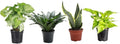 Thorsen's Greenhouse Live Low Light Houseplants (4 Pack), Easy to Grow Indoor Plants, Grower's Choice Bundle, 4-inch Diameter Established Plants, Nursery Pot (4-Pack)