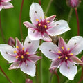 Flowering Rush, a Great Live Pond Plant for Your Water Garden. Filters The koi and Goldfish Pond. Good for Bogs, Plant Shelf or Shallow Water This marginal Aquatic is a Real Beauty