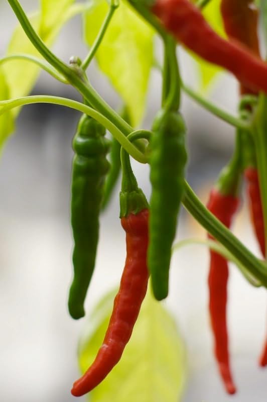 Cayenne Long Slim Pepper Plants- Three (3) Live Plants – Non-GMO - Not Seeds – Each 4"-8" Tall in 4 Inch Pots - Medium Heat, Dries Well