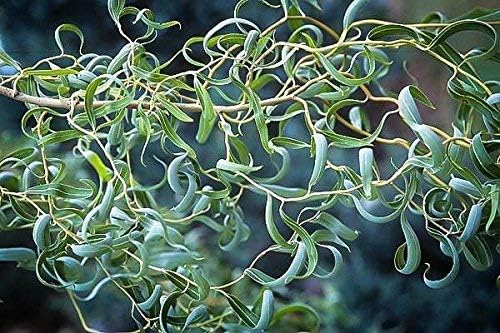 Bonsai Tree Dragon Willow - Thick Trunk Bonsai Cutting - Fast Growing Indoor/Outdoor Bonsai Tree - Ships Bare Root - Old Mature Look Fast