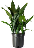 American Plant Exchange Cast Iron Plant – Live 10-Inch Potted Evergreen, Hardy Low-Light Houseplant, Drought-Tolerant & Easy-Care Foliage Plant for Home, Office & Shade Gardens