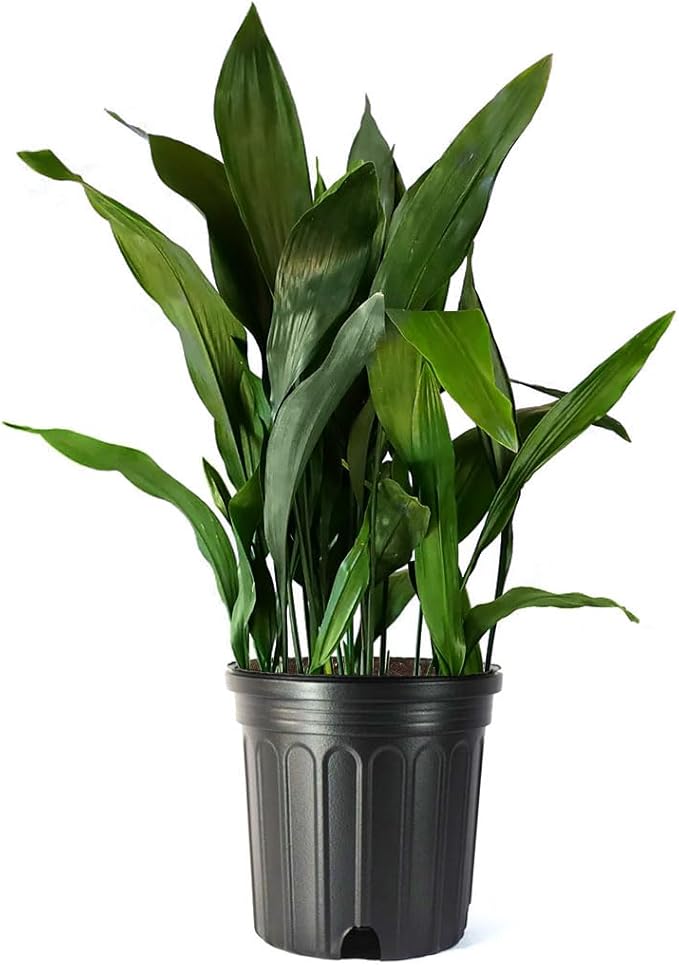 American Plant Exchange Cast Iron Plant – Live 10-Inch Potted Evergreen, Hardy Low-Light Houseplant, Drought-Tolerant & Easy-Care Foliage Plant for Home, Office & Shade Gardens