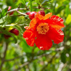 Live Pomegranate 'Wonderful' Plants (Punica Granatum 'Wonderful') - Fruit-Bearing, Drought-Tolerant, Easy to Grow (2 Pomegranate Wonderful Cups)