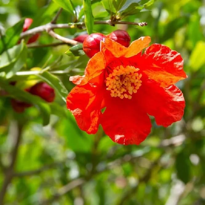 Live Pomegranate 'Wonderful' Plants (Punica Granatum 'Wonderful') - Fruit-Bearing, Drought-Tolerant, Easy to Grow (2 Pomegranate Wonderful sacs)