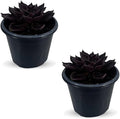 LEAL PLANTS ECUADOR Echeveria Dark Purple (Pack of 2) | Echeveria Succulent Purple Pearl |Natural Décor Plant |Evergreen Live Indoor Plant