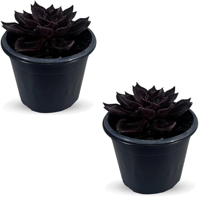 LEAL PLANTS ECUADOR Echeveria Dark Purple (Pack of 2) | Echeveria Succulent Purple Pearl |Natural Décor Plant |Evergreen Live Indoor Plant