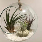 Tillandsia Air Plants, Live Succulents Indoor Plants, Assorted Airplants Variety for Decoration, Terrariums, and Office (12)