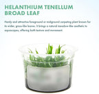 SubstrateSource Live Plant - Helanthium tenellum 'Broad Leaf' - Foreground Rosette with Bright Green Leaves, Snail-Free in Vitro Aquarium Plant - Tissue Culture