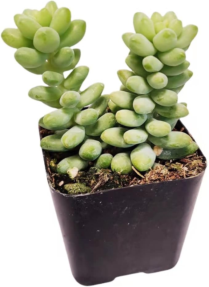 Live Succulent Cactus Plants from USKC (2" Pot) (Sedum Burrito Donkey Tail)