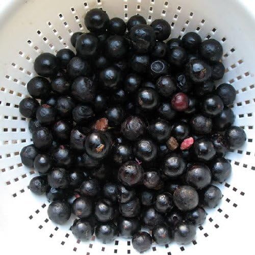 Jabuticaba Tree - 4" Pot - House Plant, Outdoors or Bonsai