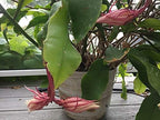 Epiphyllum 'Queen of the Night' Variety Rooted Cutting