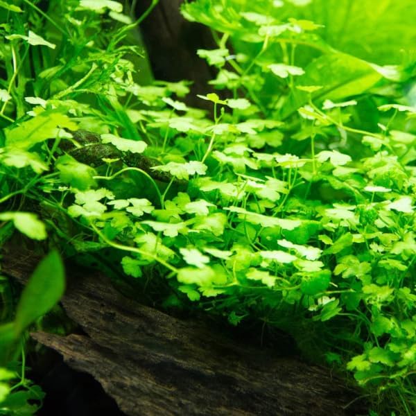 Low Light Aquatic Plant Set - Beginner-Friendly Live Aquarium Plants | Easy Care, Thrives in Low Light | Natural Filtration & Freshwater Tank Decor - Single Pack (6 Bunches)