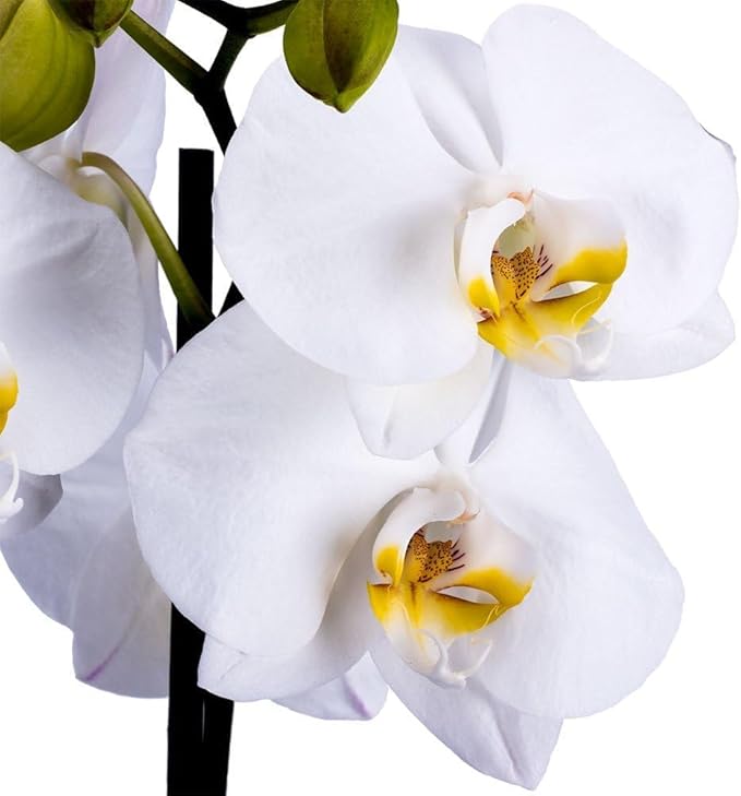 DecoBlooms Premium White 5” Orchid Live Indoor Plant (Modern Pot Included) – Grown in the USA - Fresh Flowering Home Decor Delivery for Birthday, Anniversary, Sympathy, Wedding, Mother's Day