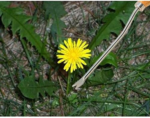 Burgon & Ball Stainless Steel Dandelion Weeder with Wooden Handle | RHS Endorsed & FSC Wood