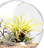 Mkono Plant Terrarium Display Glass Tabletop Succulent Air Plant Planter Globe Microlandschaft House, M