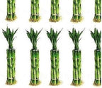 150 Stalks (15 Bundles) of 6 Inches Straight Lucky Bamboo